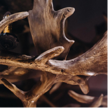 율려조양단 녹용