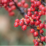 율려조양단 산수유