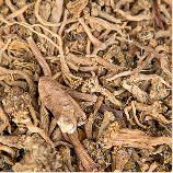 율려조양단 천문동